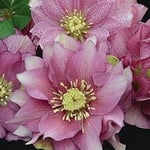 Heleborus