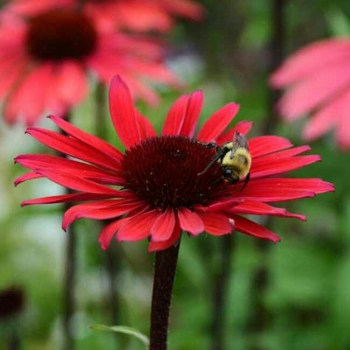Echinacea