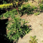 Gatica Lawncare
