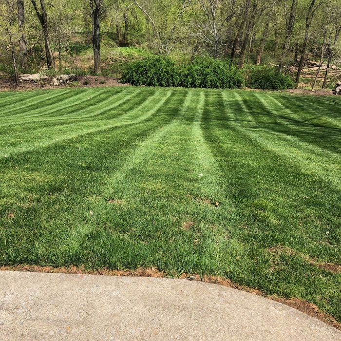 Lawn Maintenance