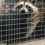 Raccoon trapping