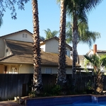 Trees to be removed