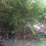 Before -Cut Back 5ft