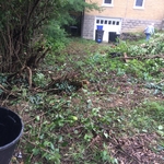 After- Cut back 5ft