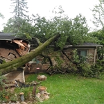 Tree Service