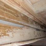 moldy wood framing
