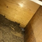 Carpenter Ant Damage/ Debris