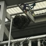 Carpenter Bees Nest