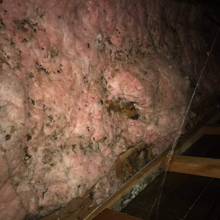 Infestation