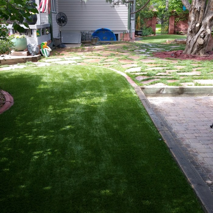 Back yard