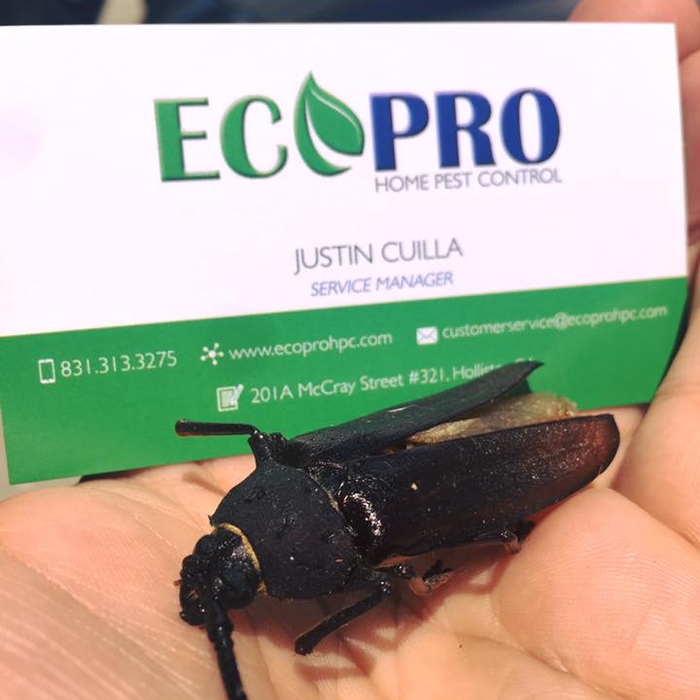 Big Bug