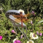 Red Dragonfly