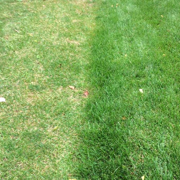 Lawn Doctor Customer