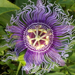 Passiflora Grandifolia