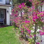 Bouganvillea Brasiliensis
