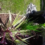 Water Feature and Shade Plants