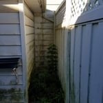 Algaae