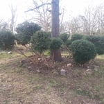 Topiary