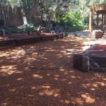 Back Yard Landscaping and Coyote