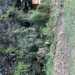 Clearing lot