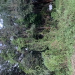 Clearing lot