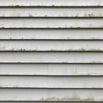 Green and black mold