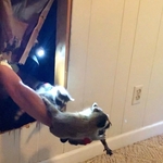 Raccoon rescue