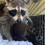 Raccoon rescue