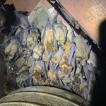Bat Roost
