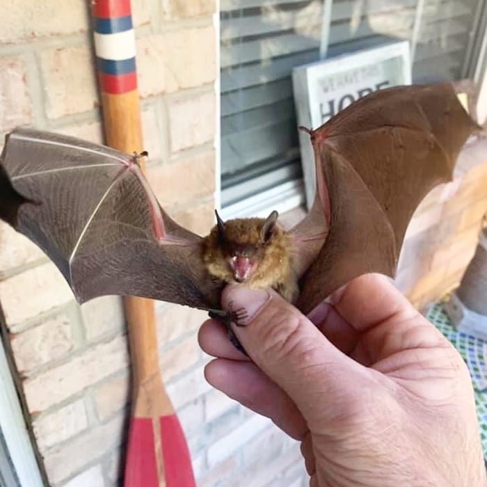 Bat Removal