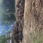 Stumps