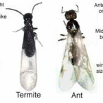 Termite vs Ant