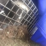 Skunk Removal