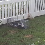 Skunk Removal