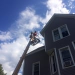 Bat Removal
