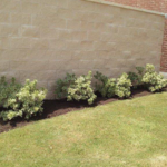Happy little bushes to dress up this wall!
