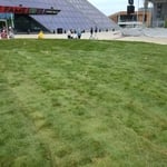 Sod installation