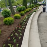 Planting flowers