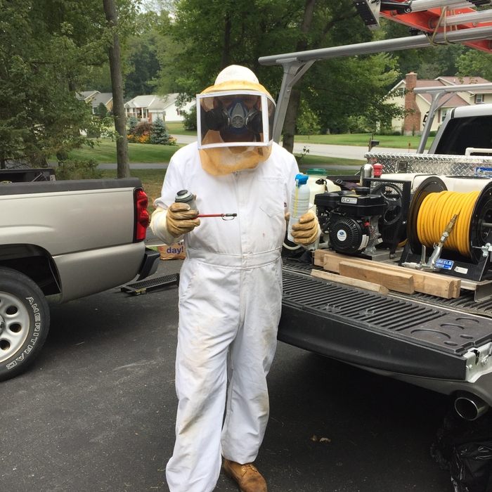 Yellow Jacket Treatment