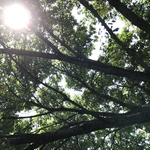 Tree trimming