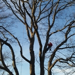 Tree work