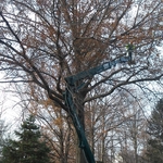 Tree work