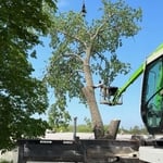 Tree Removal