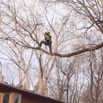 Tree Removal