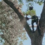 Tree Removal