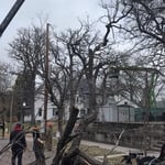 Tree Removal
