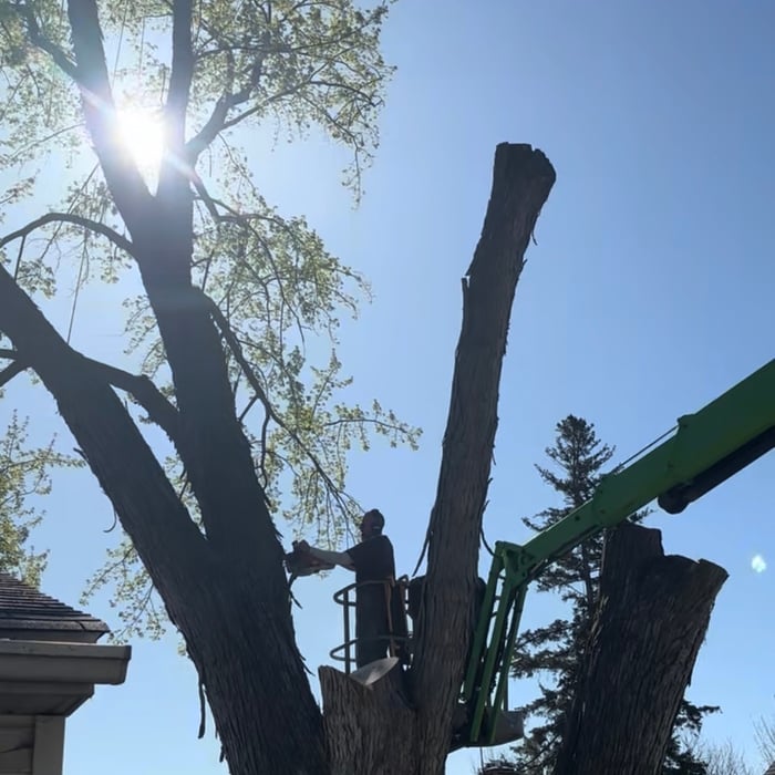 Tree Removal