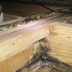 Mold under floor