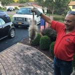 Opossum removal