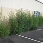 Shopping Center Rear - Before